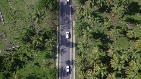 cars driving along road between palms, nagua in dominican republic