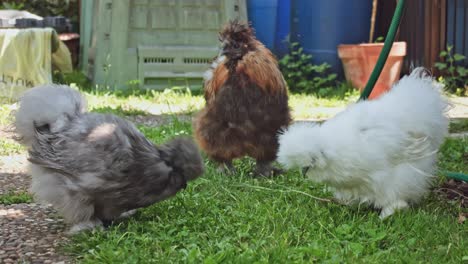 chinese silkie chicken walking outdoors