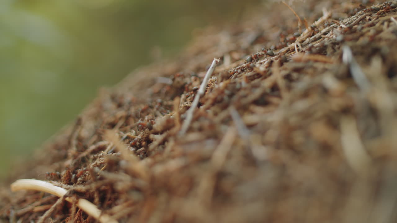 개미 언덕의 근처
