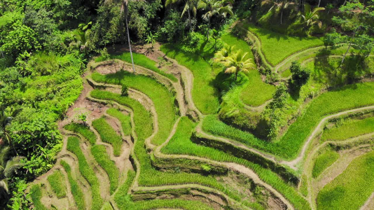 impresionantes terrazas de arroz tegallalang en la isla de bali, indonesia, mostrando su intrincada belleza y exuberante vegetación desde una perspectiva aérea