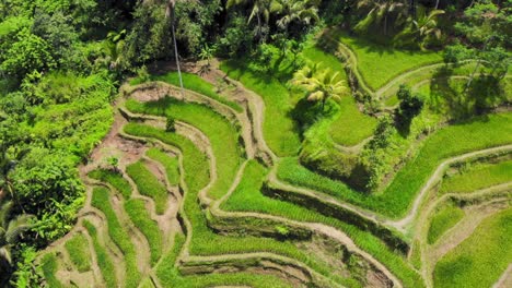 stunning tegallalang rice terraces on the island of bali, indonesia, showcasing their intricate beauty and lush greenery from an aerial perspective