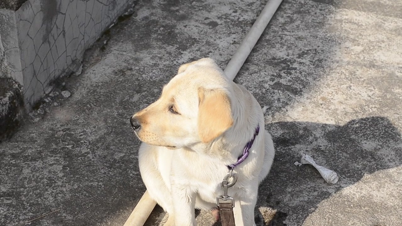 Adorabile cane labrador affamato che aspetta il cibo.