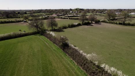 Tierras-Agrícolas-Caballos-Primavera-Setos-Blanco-Espina-Flor-Paisaje-Aéreo-Warwickshire-Campo