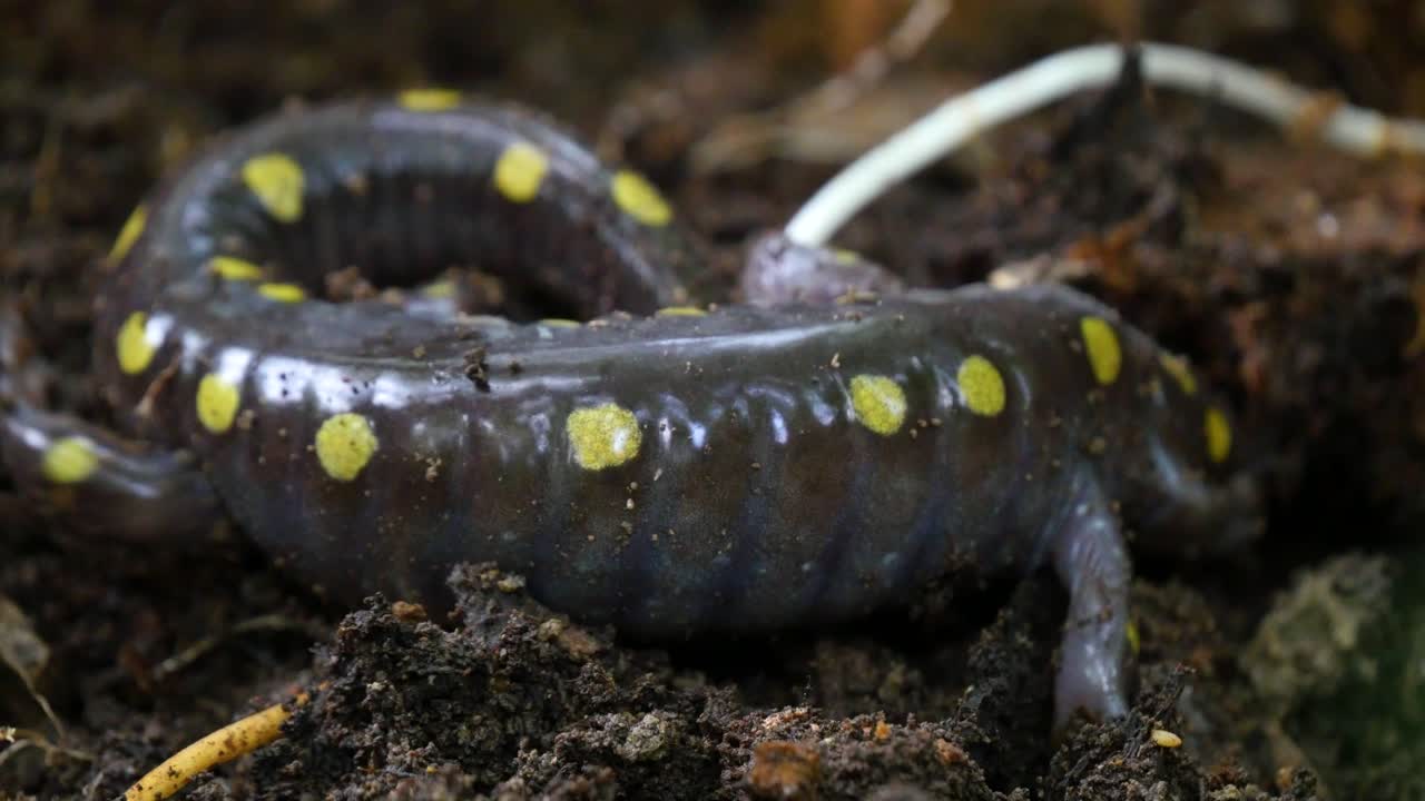 Spotted Salamander in its Natural Habitat
