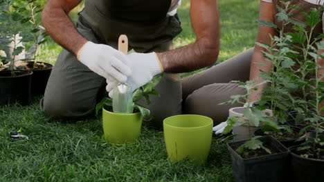 planting and transplanting flowers in pots