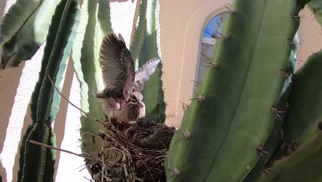 pov close up of frightened baby bird sitting on a nest, scottsdale, arizona