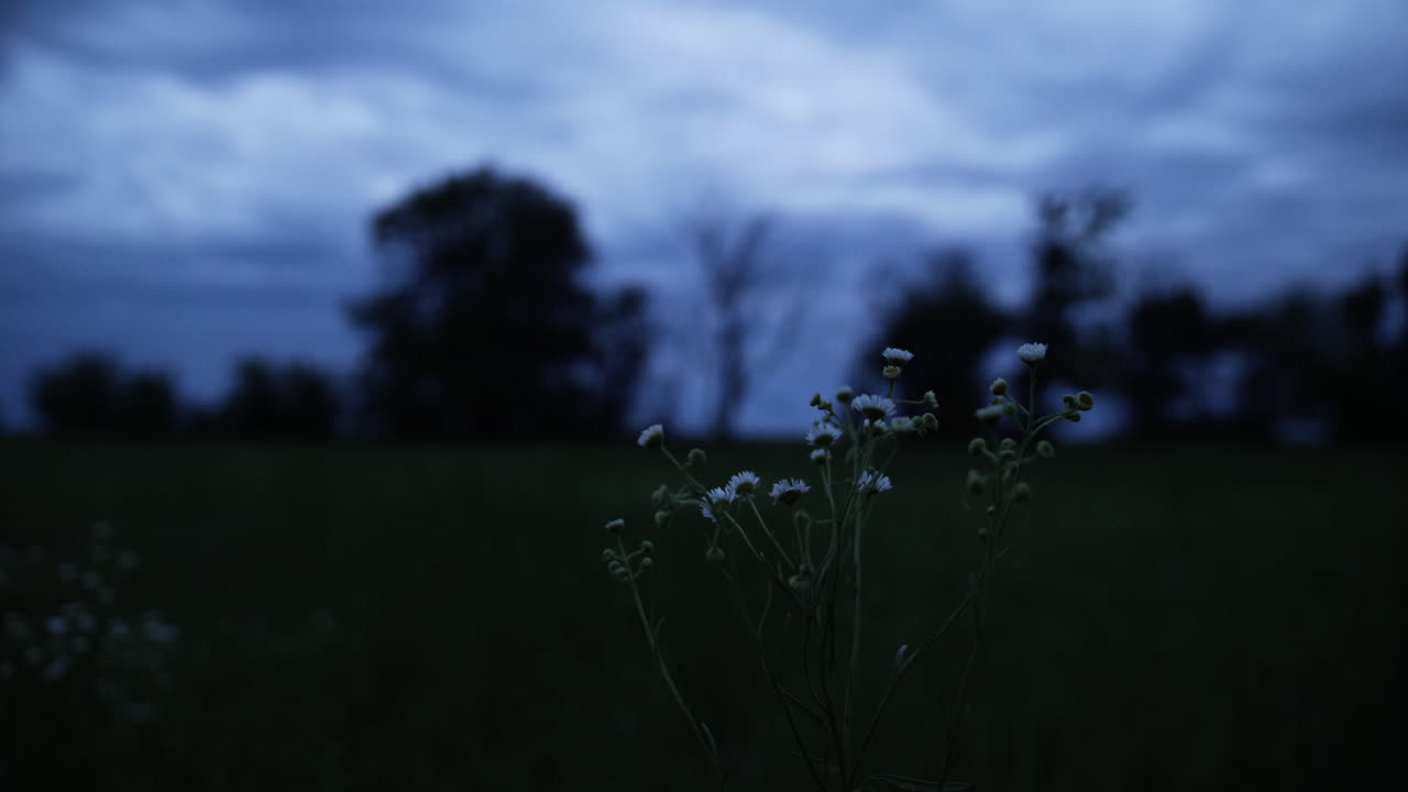 Vita blommor och landskap med ett vetefält i Kansas på sommaren med avlägsna träd och grå, blå, mulen himmel.