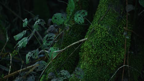 lush green moss covering a tree trunk with decayed leaves in lonjsko polje krapje