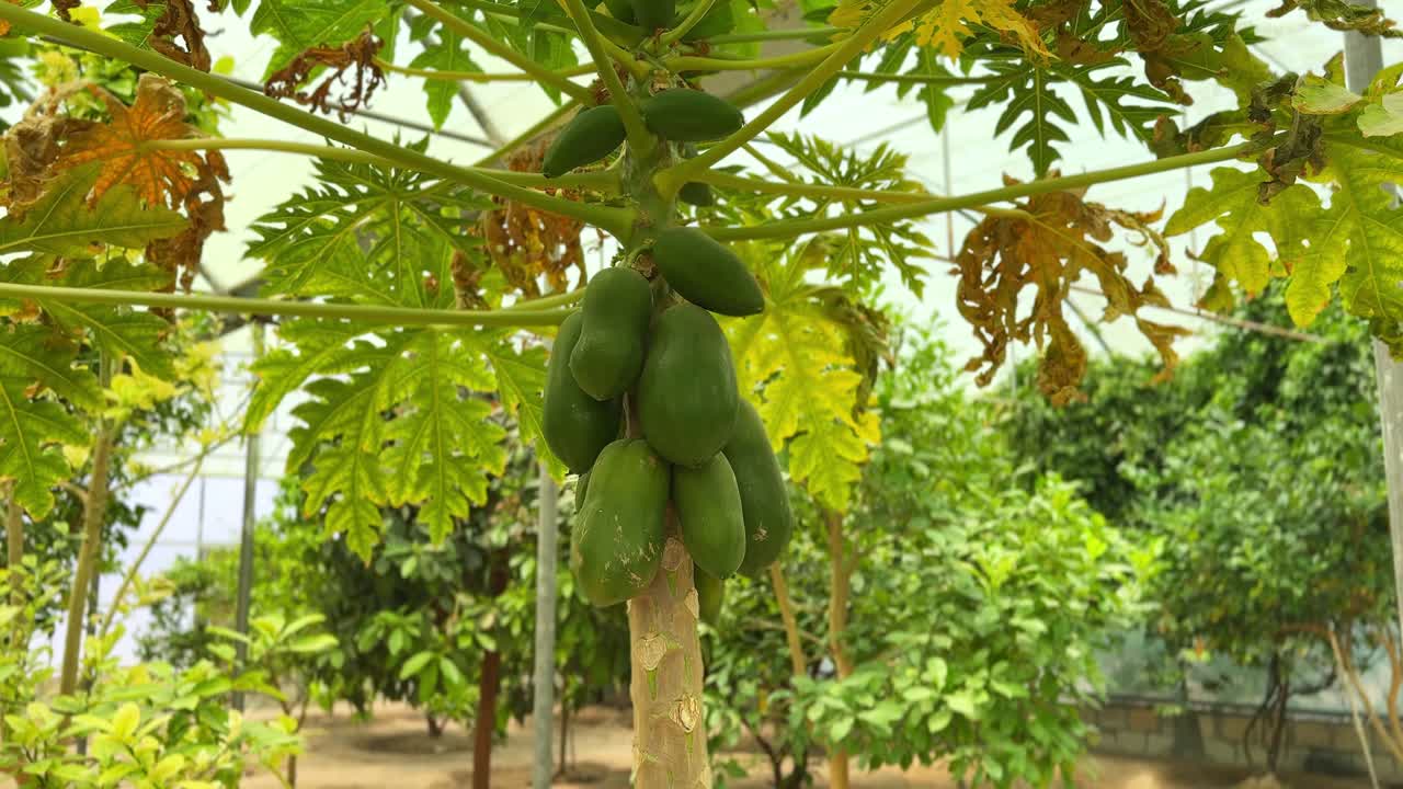 4K footage of unripe green papayas growing in a tropical greenhouse, ideal for farming, organic agriculture, botany, and tropical climate themes. High-resolution macro detail.