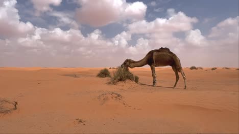 dromedary camel with tied front legs grazing in sandy sahara desert of tunisia on cloudy day