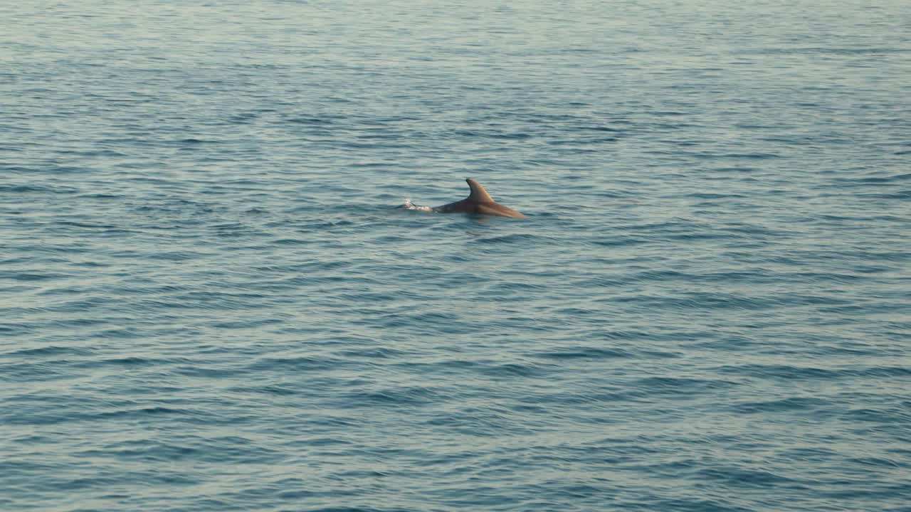 바다의 파도를  ⁇ 는 돌고래들의 무리