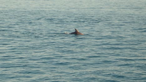 un grupo de delfines rompiendo las olas del océano.