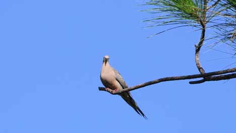 palomas de luto encaramadas en una rama con un claro fondo azul del cielo