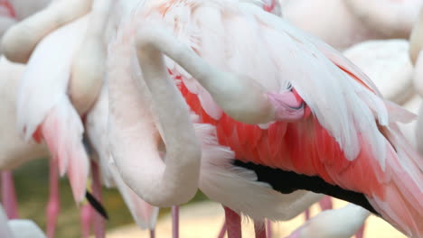 flamenco limpiando las plumas de la espalda
