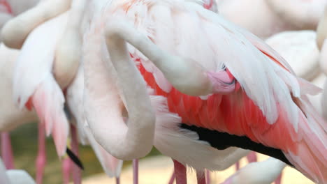 flamingo cleaning the feathers on the back