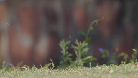 paloma de alas comunes, patagioenas maculosa manchada en el suelo con una ramita en su pico, extiende sus alas y vuela lejos para la construcción de nidos, tiro de cerca de la vida silvestre en la región natural del pantanal