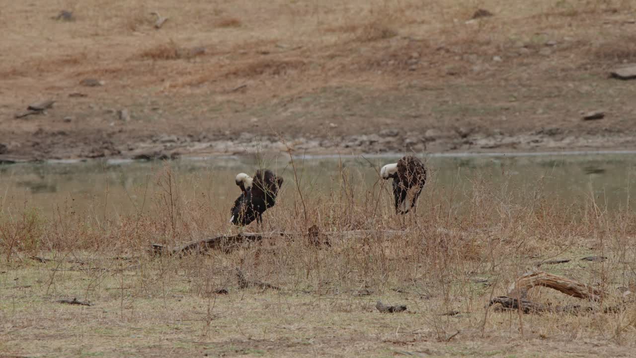 Una cicogna dal collo lanoso africana si erge nel Parco Nazionale Kruger, mimetizzandosi con l'erba secca e i cespugli