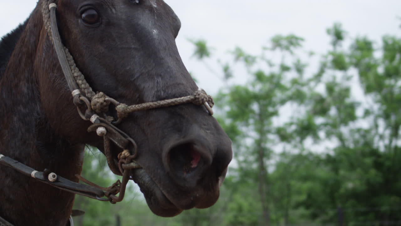 toma muy cercana a cámara lenta de un hermoso caballo marrón y negro galopando a través de algunos árboles