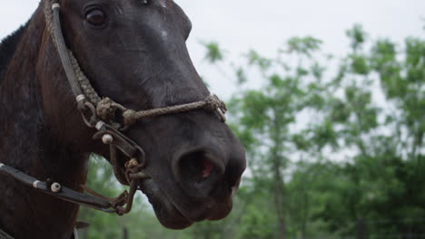 Toma-Muy-Cercana-A-Cámara-Lenta-De-Un-Hermoso-Caballo-Marrón-Y-Negro-Galopando-A-Través-De-Algunos-árboles