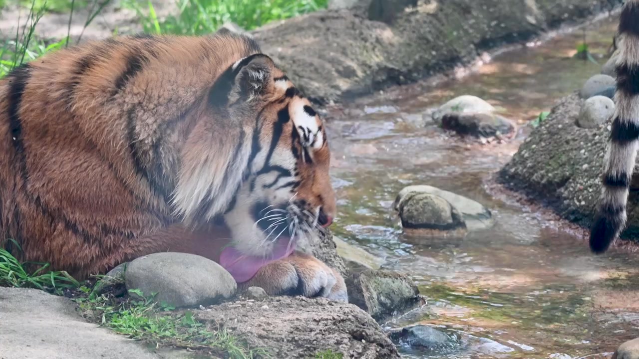 Bengaltiger trinkt aus einem Bach im Zoo