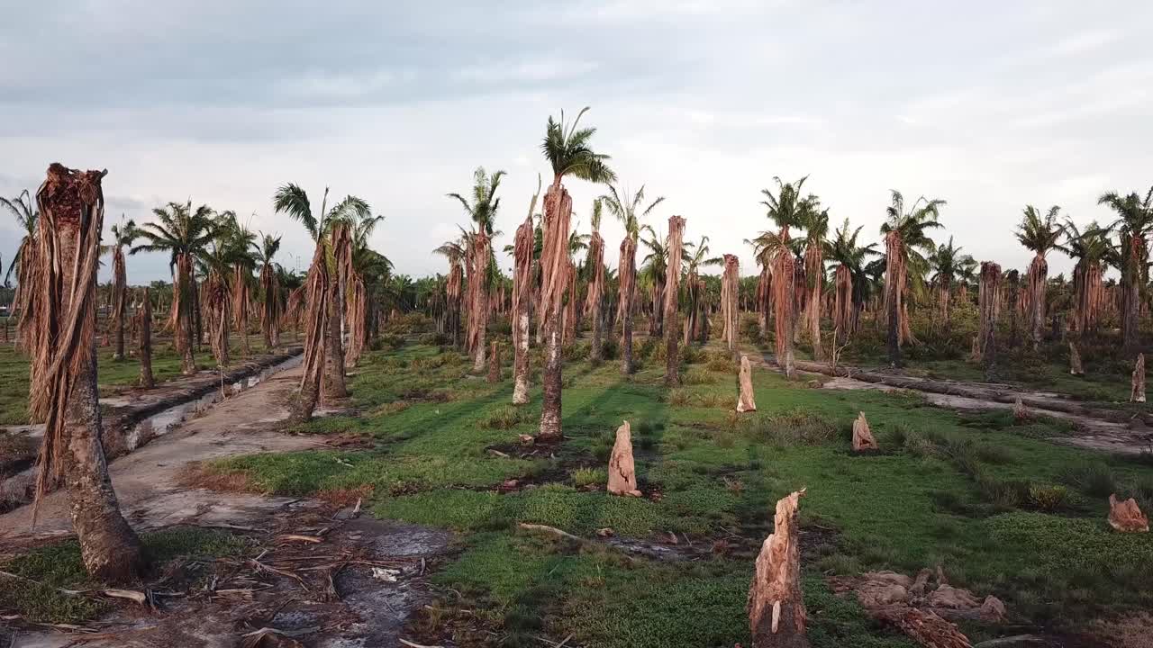 palmeras de aceite muertas por la noche en penang, malasia.
