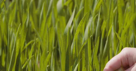 Agriculture-Woman-Hand-Touching-Wheat-Crops-At-Farm