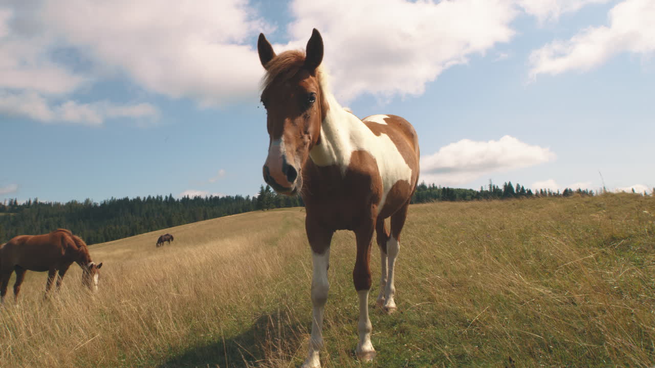 Horses in a Mountain Meadow