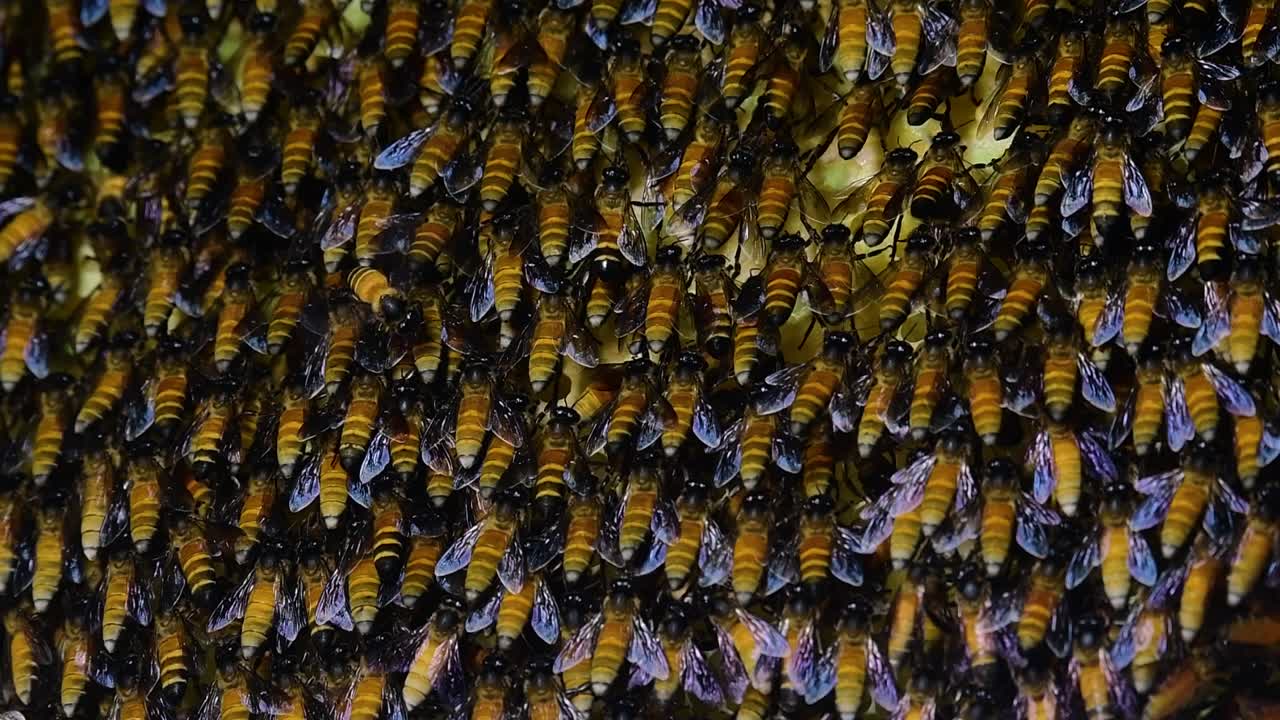 se sabe que las abejas melíferas gigantes construyen grandes colonias de nidos con bolsillos simétricos hechos de cera para almacenar miel como fuente de alimento.