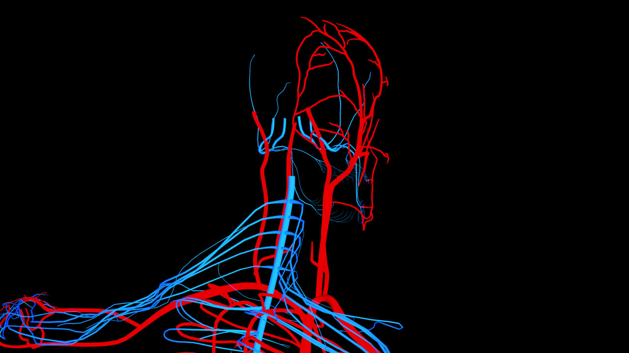 Human Head and Neck Vascular System