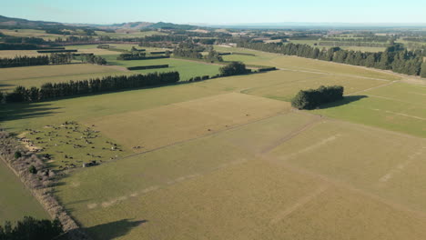 Granja-Plana-Y-Abierta-En-Canterbury,-Nueva-Zelanda,-Con-Vacas