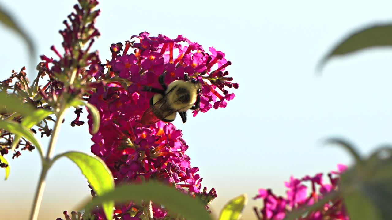 una abeja en una flor