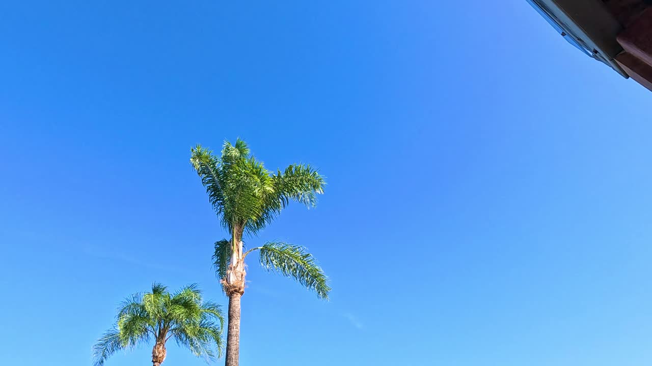 A magpie soars above palm trees in Broadbeach