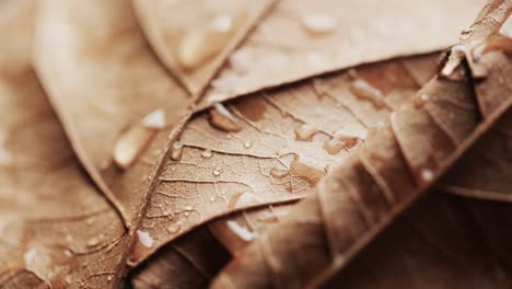 Micro-video-of-close-up-of-orange-leaf-with-water-drops-and-copy-space