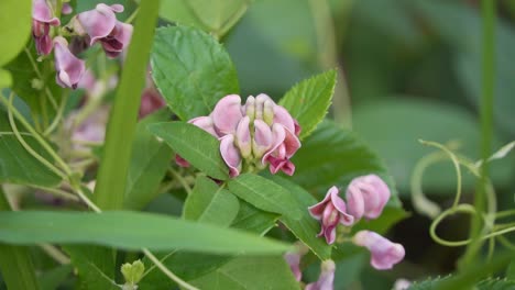 superfood potato bean, apios americana or groundnut plant bloom