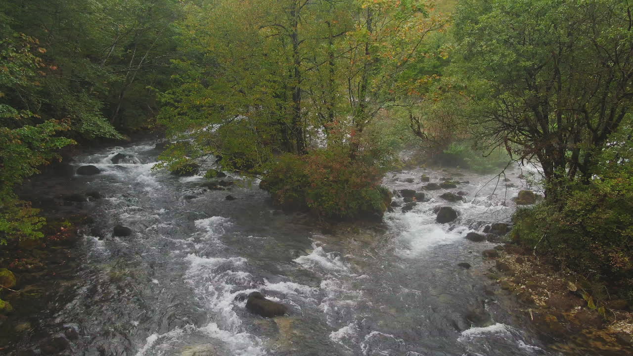 Un fiume che scorre attraverso una foresta