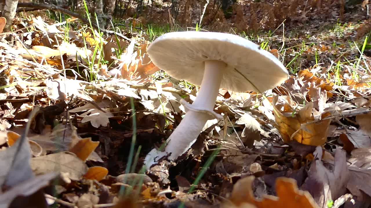 Close-up of a White Mushroom in a Forest