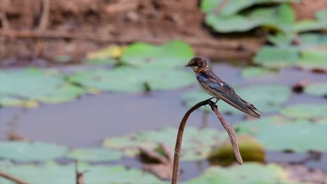 Un-Pequeño-Pájaro-De-Rápido-Movimiento-Que-Se-Encuentra-En-Casi-Todas-Partes-Del-Mundo,-La-Mayor-Parte-Del-Tiempo-Volando-Para-Atrapar-Algunos-Insectos-Pequeños