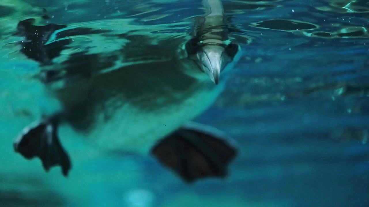 A comical scene as a marine bird looks directly at the camera through the surface of the water in a tank in a zoo