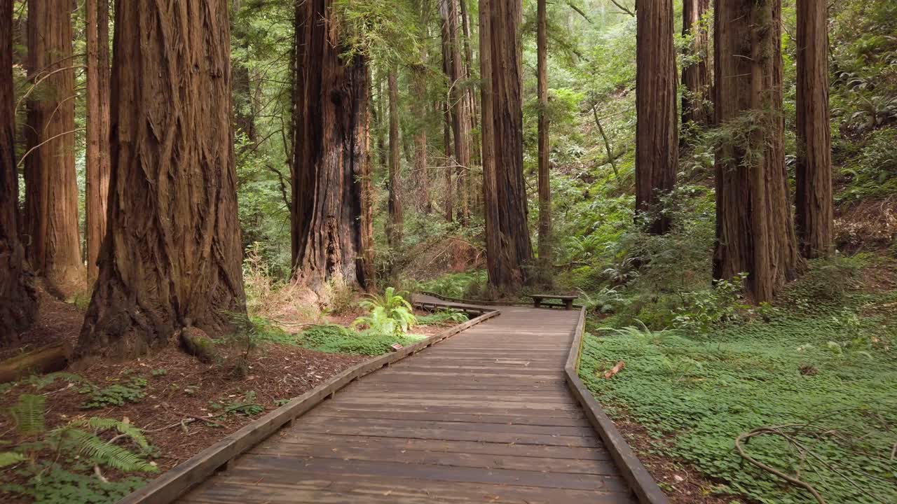 Camminando attraverso il Monumento Nazionale Muir Woods, ripresa a mano in POV (punto di vista) in prima persona