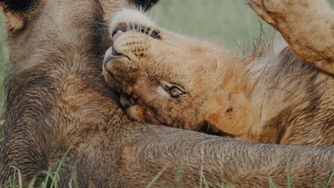 lioness and cub interaction