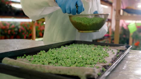 drying green peas in a greenhouse