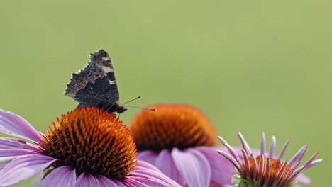 Única-Pequeña-Mariposa-Tortoiseshell-Alimentando-Néctar-De-Coneflower-Naranja---Macro