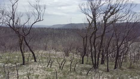 Fly-threw-of-an-forest-near-Mount-Victoria,-Blue-Mountains-Nationalpark-8-Month-after-the-Bushfires