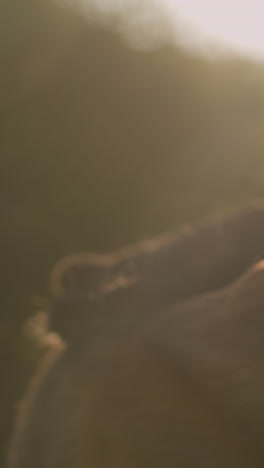 primer plano de alguien frotando el cuerpo del perro con un guante de aseo mientras sostiene la correa bajo la luz solar brillante, creando un efecto de silueta suave, la luz del sol brilla suavemente en el fondo