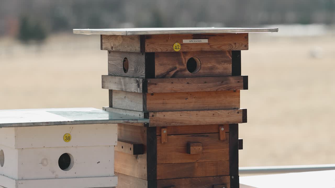 A beekeeping Langstroth hive farm close up with a meadow in the background during the early spring