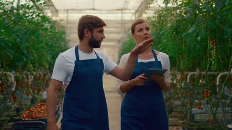 Agronom-team-inspecting-tomato-quality-in-greenhouse.-Collecting-data-with-tab.