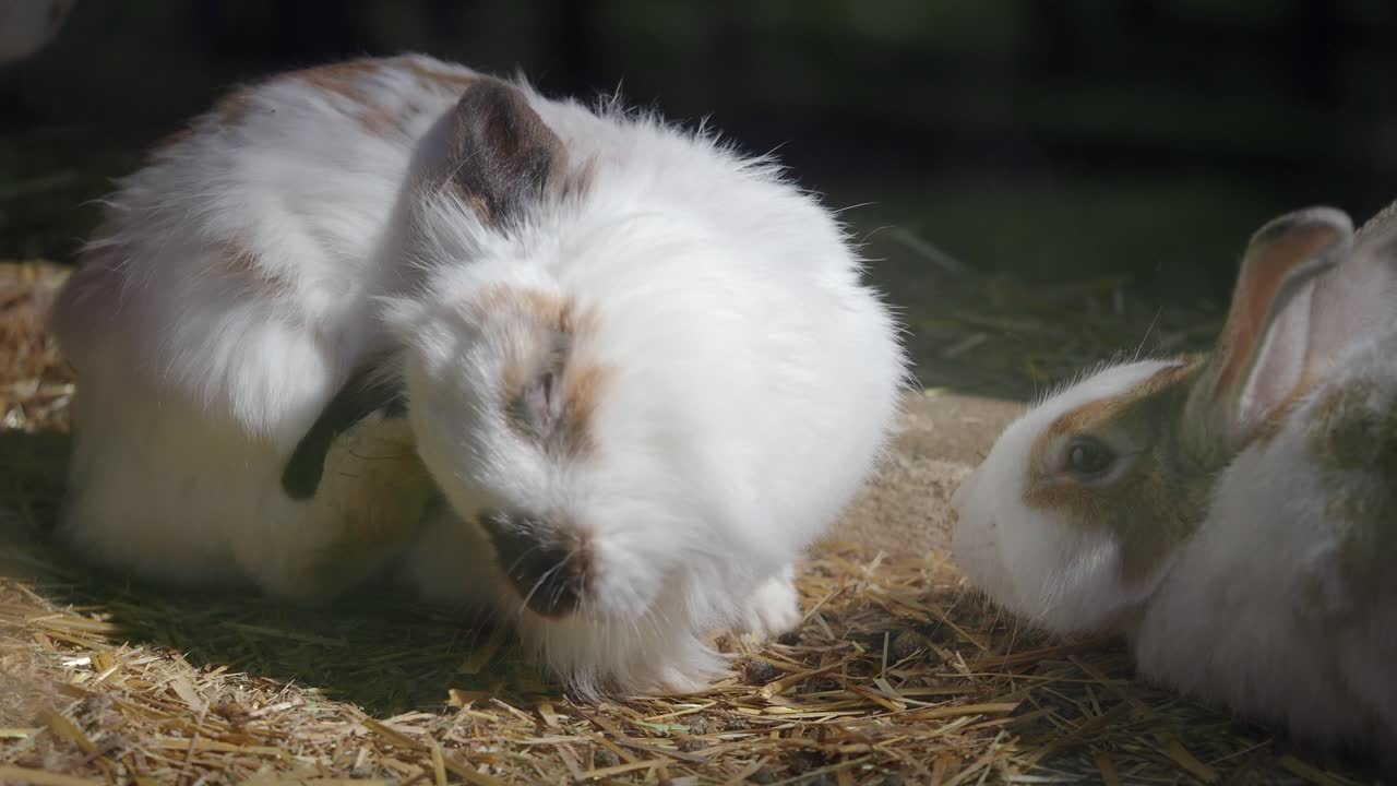 Two rabbits interacting and resting in hay