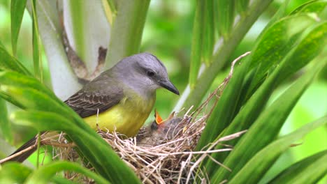 mother bird warms her newborns