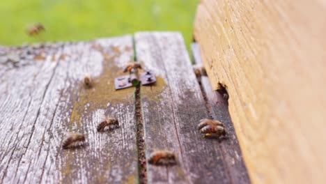 Close-up-of-worker-bees-landing-at-the-entrance-to-the-bee-colony-hive