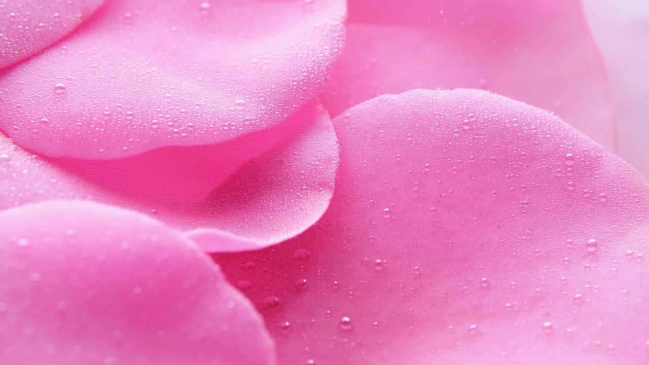 Nærbilde av myke rosa roseblader dekket med små vanndråper, som skaper en delikat blomstertekstur med en jevn, uskarp bakgrunn.